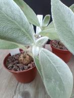 Sinningia leucotricha - Brazilië - Caudex, Huis en Inrichting, Kamerplanten, Vetplant, Minder dan 100 cm, Bloeiende kamerplant
