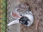 Lieve rustige Duitse reus., Vrouwelijk, Groot, 0 tot 2 jaar