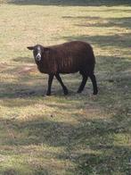Zwartbles schaap, Dieren en Toebehoren, Schapen, Geiten en Varkens, Vrouwelijk, Schaap, 0 tot 2 jaar