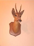 Opgezette reebok / hert met gewei - taxidermie, Verzamelen, Dierenverzamelingen, Ophalen, Zo goed als nieuw, Hert, Gewei of Kop
