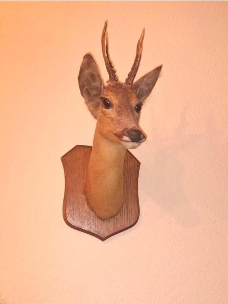 Opgezette reebok / hert met gewei - taxidermie, Verzamelen, Dierenverzamelingen, Zo goed als nieuw, Gewei of Kop, Hert, Ophalen