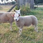 Texel ramlammeren, Dieren en Toebehoren, Schapen, Geiten en Varkens, Mannelijk, Schaap, 0 tot 2 jaar