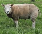 Twee mooie Texel rammen, Dieren en Toebehoren, Schapen, Geiten en Varkens