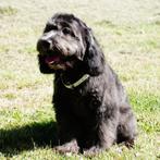 Cavapoo pupje - teefje geboren in België, Dieren en Toebehoren, België, 15 weken tot 1 jaar, CDV (hondenziekte), Teef