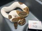 Koningspythons, Dieren en Toebehoren, Slang, Tam