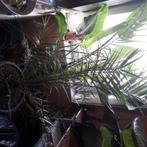 Diverse kamerplanten en cactussen, Overige soorten, In pot, Ophalen