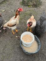 Shamo hen Tentoonstellingdier, Femelle, Poule ou poulet