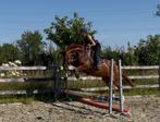 3 jarige merrie - zadelmak, Dieren en Toebehoren, Paarden, Merrie, Springpaard, Gechipt, Zadelmak