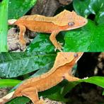 Gecko a crete wimpergecko crested gecko