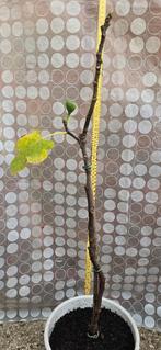 Vijgenboom Ficus Carica, Ophalen, Minder dan 100 cm, Volle zon, In pot