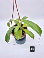 Nepenthes Ventrata, Groene kamerplant, Ophalen of Verzenden, Overige soorten, Minder dan 100 cm