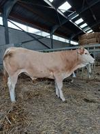 Jonge blonde d'aquitaine stier, Dieren en Toebehoren, Runderen