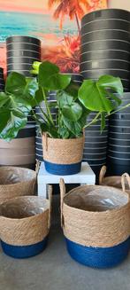 Kamerplant Monstera, Ophalen