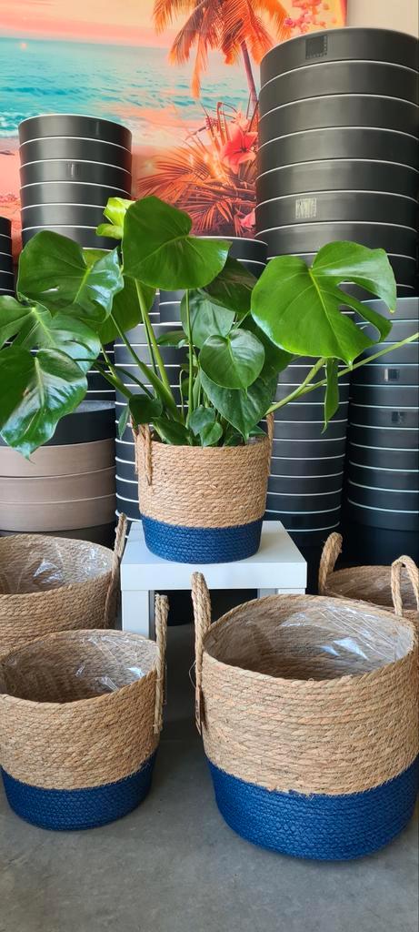 Kamerplant Monstera, Huis en Inrichting, Kamerplanten, Ophalen