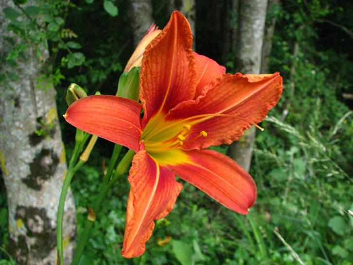 Hémérocalle fulva rouge - pot 19 cm, Tuin en Terras, Planten | Tuinplanten, Vaste plant, Volle zon, Zomer, Ophalen