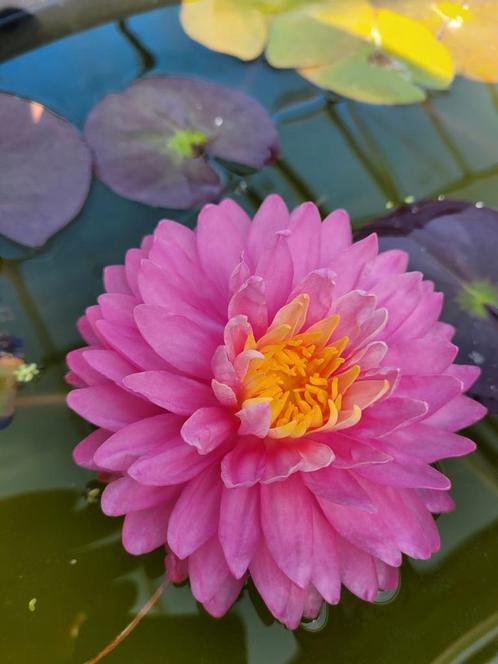 Nymphaea Manickam, Tuin en Terras, Vijvers, Ophalen of Verzenden
