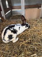 Reuze vlinder konijn, Dieren en Toebehoren, Vrouwelijk, Groot