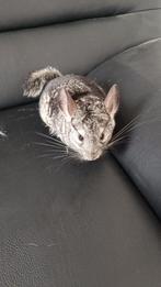 Chinchilla, Dieren en Toebehoren, Knaagdieren, Chinchilla, Juli, Meerdere dieren, Tam