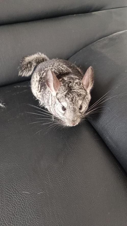 Chinchilla, Dieren en Toebehoren, Knaagdieren, Meerdere dieren, Chinchilla, Juli, Tam