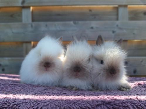 Teddy dwerg dwergkonijnen, Dieren en Toebehoren, Konijnen, Dwerg, Meerdere dieren, 0 tot 2 jaar