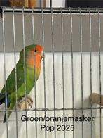 Roseicollies, Dieren en Toebehoren, Meerdere dieren, Dwergpapegaai of Agapornis, Geringd