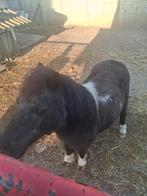 Pony hengst, Dieren en Toebehoren, Hengst