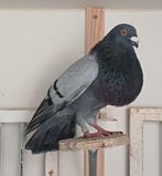 Valencianos, Dieren en Toebehoren, Vogels | Duiven, Kropper