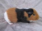 Leuke eigenwijze castraat, Cavia