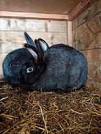 Jonge konijnen, Dieren en Toebehoren, Konijnen, Groot