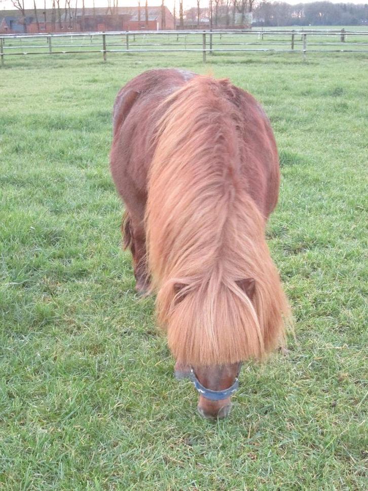 Shetlander vos, Dieren en Toebehoren, Pony's, Hengst, Niet van toepassing, A pony (tot 1.17m), Recreatiepony, 7 tot 10 jaar, Met stamboom