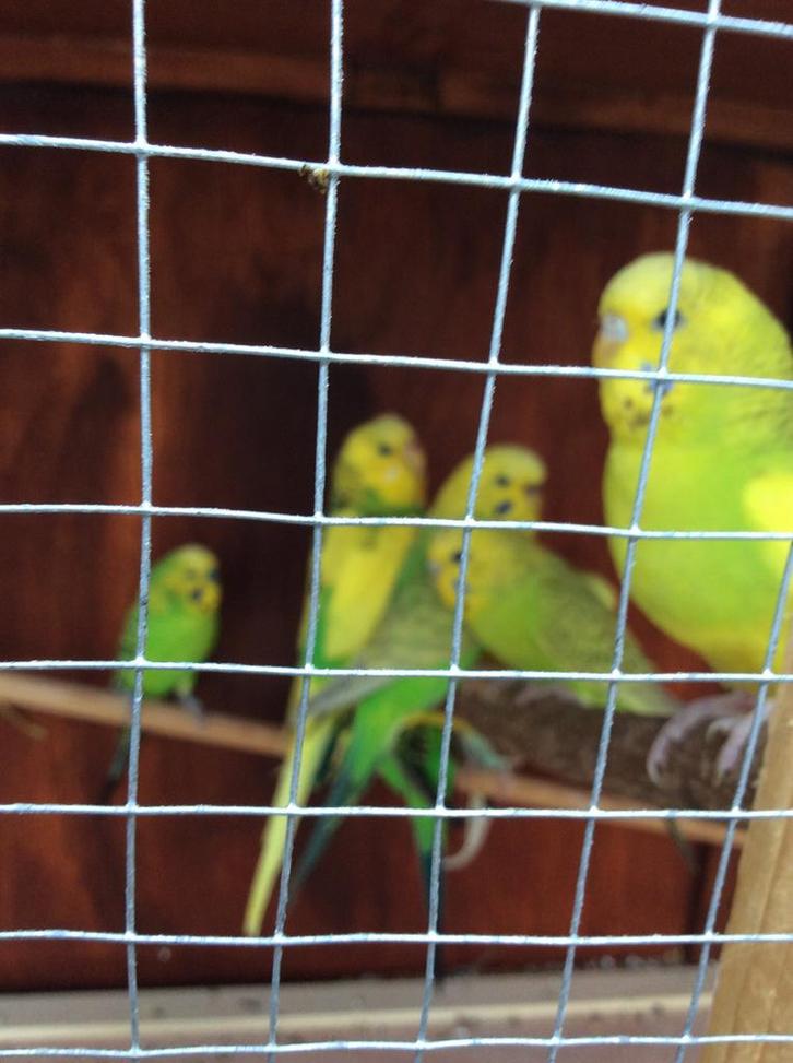 JONGE GRASPARKIETJES 2025- NU 10 EURO/VOGEL, Dieren en Toebehoren, Vogels | Parkieten en Papegaaien, Parkiet, Meerdere dieren