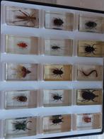 Collection d'insectes sous résine 15 pièces, Collections, Collections Animaux, Enlèvement ou Envoi