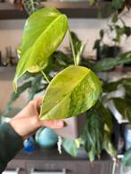 Monstera aurea, Maison & Meubles, Plantes d'intérieur, Enlèvement ou Envoi