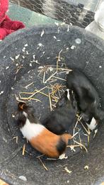 Cavia mannetje, Dieren en Toebehoren, Knaagdieren, Cavia