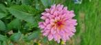 Dahlia knollen, Verzenden, Voorjaar, Halfschaduw, Knol