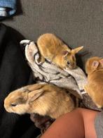 Jongskes konijnen, Dieren en Toebehoren, Konijnen, Geslacht onbekend, Dwerg, 0 tot 2 jaar