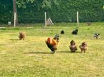 Brahma Groothoenders goudpatrijs, Dieren en Toebehoren, Pluimvee, Meerdere dieren, Kip