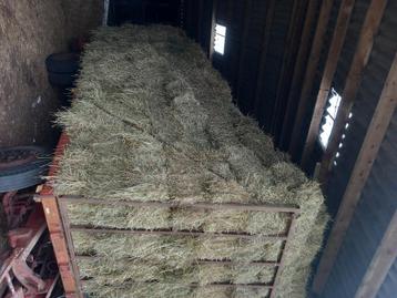 Vers hooi te koop, Zakelijke goederen, Landbouw | Veevoer, Ophalen