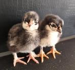 Prachtige Marans kuikens te koop!, Geslacht onbekend, Kip