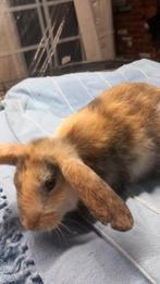 Nederlands hangoor te koop half jaar, Dieren en Toebehoren, Hangoor