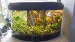 Aquarium met rond glas vooraan en met afdekkap, +- 80 liter, Ophalen, Gebruikt, Leeg aquarium