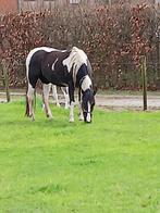 Paint merrie met veulen APHA, Dieren en Toebehoren, Gechipt, Westernpaard, Onbeleerd, Merrie