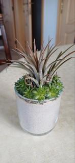 Binnenhuisplant, Ophalen