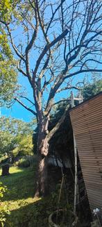 Kersen boom voor om tekappen, Tuin en Terras, Brandhout, Ophalen