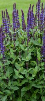 Salvia nemorosa Caradonna, Vaste plant, Herfst, Ophalen, Volle zon