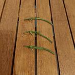 Plant cuttings Monstera Adansonii, Enlèvement ou Envoi