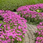 Armeria splendens of Engels gras, Ophalen, Vaste plant, Bodembedekkers