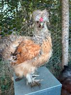 tam zijdehoentje (kip), Dieren en Toebehoren, Pluimvee, Kip