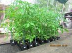 4 rassen tomatenplanten (laatste stuks), Jardin & Terrasse, Plantes | Jardin, Annuelle, Plein soleil, Enlèvement, Plantes potagères