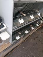 kunststof broedkooien, Dieren en Toebehoren, Ophalen, Gebruikt, Kunststof, Broedkooi of Kweekkooi